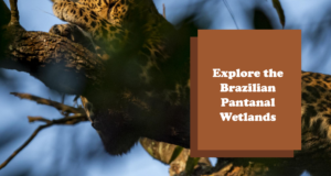 Brazil Pantanal Nature Excursions