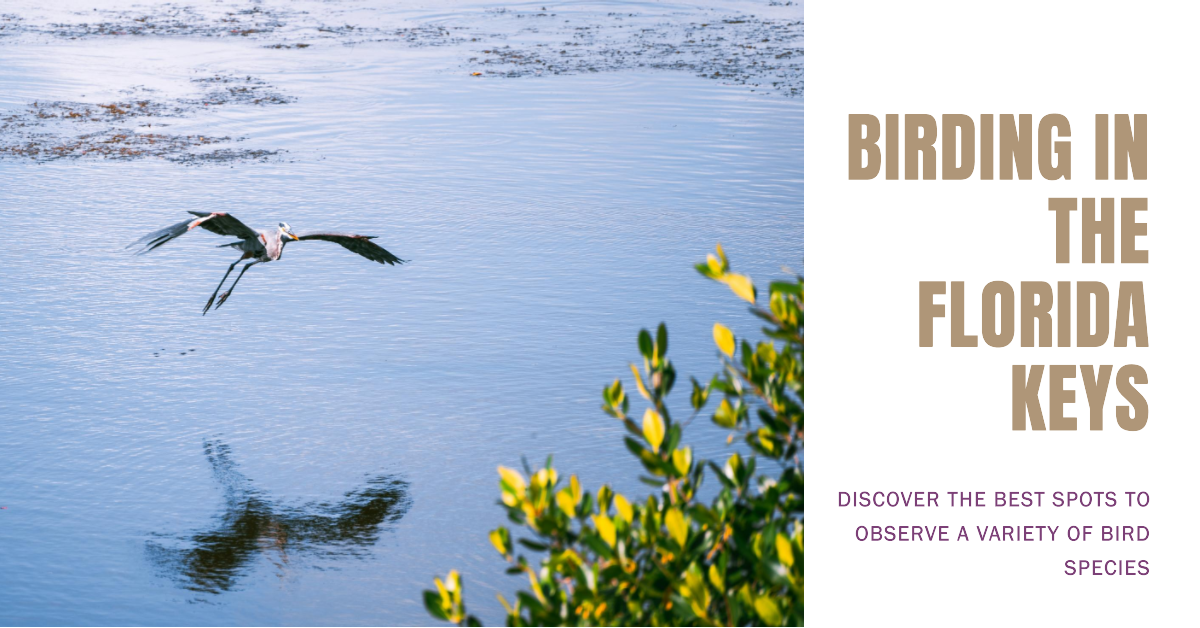 Bird Watcher’s Paradise: An Insider Look Into Florida Keys Birding Bird Watcher’s Paradise: An Insider Look Into Florida Keys Birding