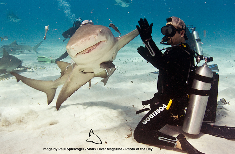 Great White Shark Cage Diving Great White Shark Cage Diving
