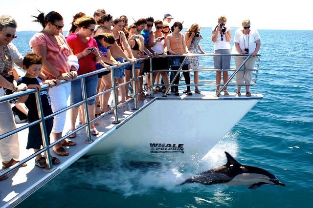 Auckland Whale & Dolphin Safari
