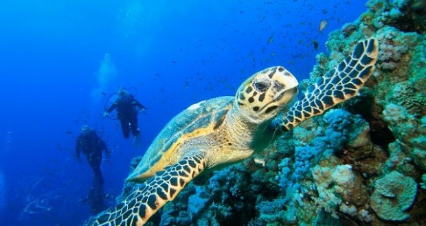 Scuba Sites Of The Red Sea