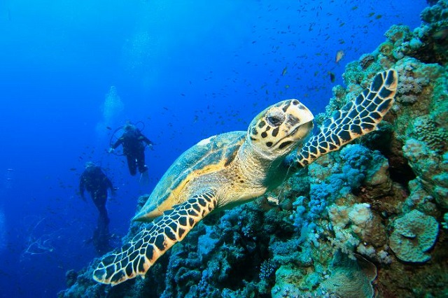 The Best Scuba Sites Of The Red Sea