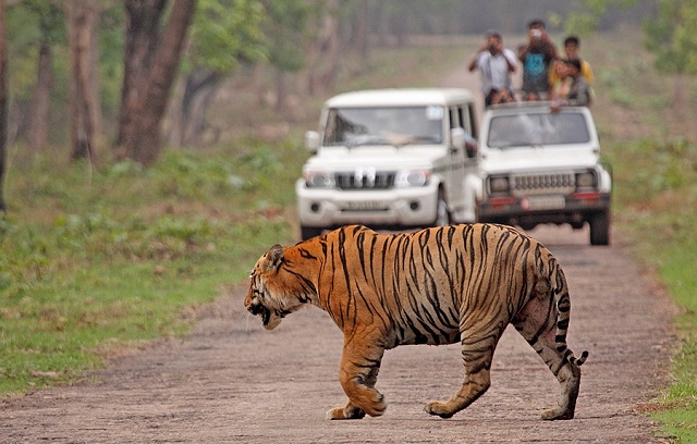 Excellent Business Travel Tips From Tadoba Tiger Resort