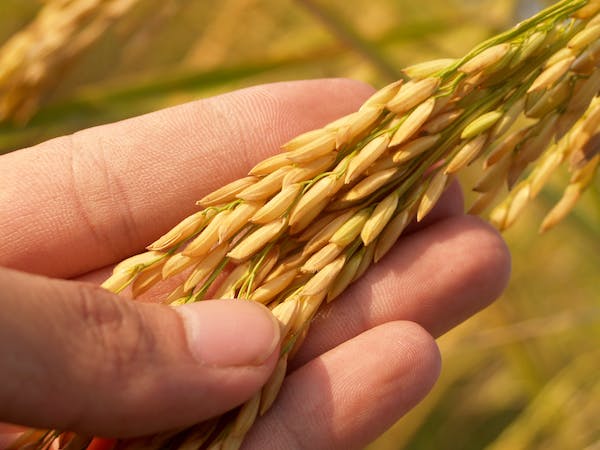 What is Bảie? A Simple Overview and Review What is Bảie? A Simple Overview and Review